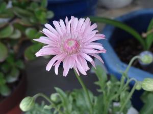 �s���N�^���|�|