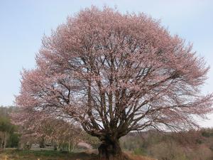 花咲針山の天王桜