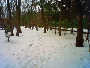 雪の赤坂の森公園