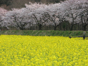 巾着田の桜